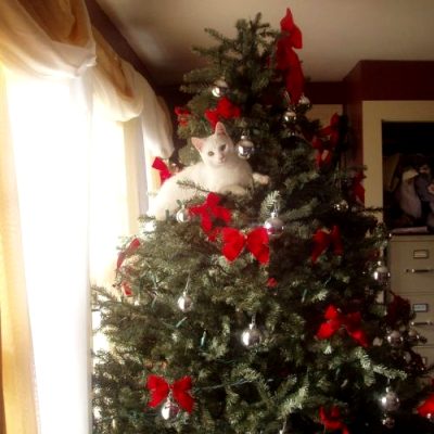 “wreck The Tree And Blame The Doggie Fa La La La La La La La Laaaa ” Photos Via In A Christmas Tree